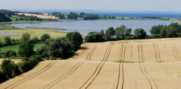 Duńskie rolnictwo