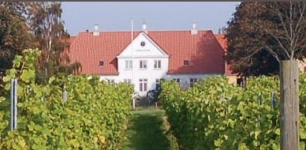 Duńska winnica Dyrehøj Vingaard 